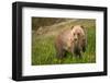 Grizzly At Lake Louise-null-Framed Art Print