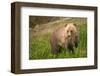 Grizzly At Lake Louise-null-Framed Art Print