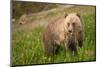 Grizzly At Lake Louise-null-Mounted Art Print