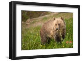 Grizzly At Lake Louise-null-Framed Art Print