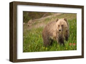 Grizzly At Lake Louise-null-Framed Art Print