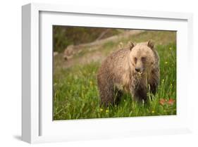 Grizzly At Lake Louise-null-Framed Art Print