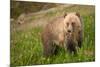 Grizzly At Lake Louise-null-Mounted Art Print