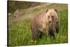 Grizzly At Lake Louise-null-Stretched Canvas