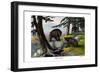 Grizzly Bear, 1860-null-Framed Giclee Print