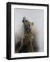 Grizzly bear 3, 2009-Odile Kidd-Framed Giclee Print