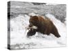 Grizzly Bear (Aka Alaska Brown Bear) with Salmon-Lynn M^ Stone-Stretched Canvas