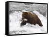 Grizzly Bear (Aka Alaska Brown Bear) with Salmon-Lynn M^ Stone-Framed Stretched Canvas