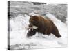 Grizzly Bear (Aka Alaska Brown Bear) with Salmon-Lynn M^ Stone-Stretched Canvas