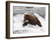 Grizzly Bear (Aka Alaska Brown Bear) with Salmon-Lynn M^ Stone-Framed Photographic Print