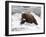 Grizzly Bear (Aka Alaska Brown Bear) with Salmon-Lynn M^ Stone-Framed Photographic Print