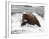 Grizzly Bear (Aka Alaska Brown Bear) with Salmon-Lynn M^ Stone-Framed Photographic Print