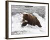 Grizzly Bear (Aka Alaska Brown Bear) with Salmon-Lynn M^ Stone-Framed Photographic Print