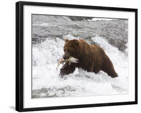 Grizzly Bear (Aka Alaska Brown Bear) with Salmon-Lynn M^ Stone-Framed Photographic Print