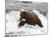 Grizzly Bear (Aka Alaska Brown Bear) with Salmon-Lynn M^ Stone-Mounted Photographic Print
