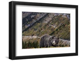 Grizzly bear along Going-to-the-Sun Road in Glacier National Park, Montana, USA-Chuck Haney-Framed Photographic Print