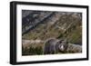 Grizzly bear along Going-to-the-Sun Road in Glacier National Park, Montana, USA-Chuck Haney-Framed Photographic Print