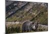 Grizzly bear along Going-to-the-Sun Road in Glacier National Park, Montana, USA-Chuck Haney-Mounted Photographic Print