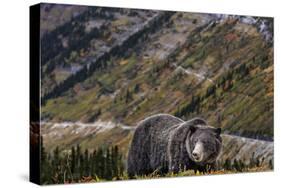 Grizzly bear along Going-to-the-Sun Road in Glacier National Park, Montana, USA-Chuck Haney-Stretched Canvas