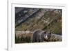 Grizzly bear along Going-to-the-Sun Road in Glacier National Park, Montana, USA-Chuck Haney-Framed Photographic Print