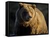 Grizzly Bear Along Spawning Salmon Stream, Kinak Bay, Katmai National Park, Alaska, Usa-Paul Souders-Framed Stretched Canvas