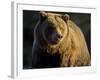 Grizzly Bear Along Spawning Salmon Stream, Kinak Bay, Katmai National Park, Alaska, Usa-Paul Souders-Framed Photographic Print