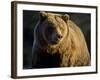 Grizzly Bear Along Spawning Salmon Stream, Kinak Bay, Katmai National Park, Alaska, Usa-Paul Souders-Framed Photographic Print