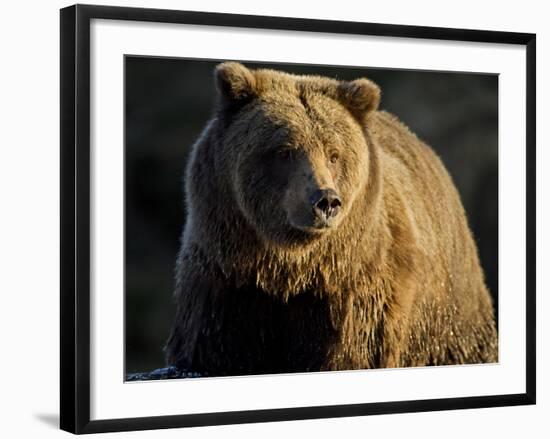 Grizzly Bear Along Spawning Salmon Stream, Kinak Bay, Katmai National Park, Alaska, Usa-Paul Souders-Framed Photographic Print