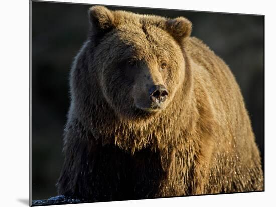 Grizzly Bear Along Spawning Salmon Stream, Kinak Bay, Katmai National Park, Alaska, Usa-Paul Souders-Mounted Photographic Print