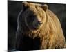 Grizzly Bear Along Spawning Salmon Stream, Kinak Bay, Katmai National Park, Alaska, Usa-Paul Souders-Mounted Photographic Print