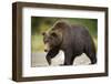 Grizzly Bear at Geographic Harbor in Katmai National Park-Paul Souders-Framed Photographic Print