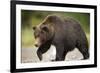 Grizzly Bear at Geographic Harbor in Katmai National Park-Paul Souders-Framed Photographic Print