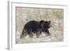 Grizzly Bear, Autumn Snow-Ken Archer-Framed Photographic Print