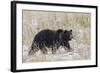 Grizzly Bear, Autumn Snow-Ken Archer-Framed Photographic Print