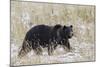 Grizzly Bear, Autumn Snow-Ken Archer-Mounted Photographic Print
