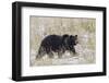 Grizzly Bear, Autumn Snow-Ken Archer-Framed Photographic Print