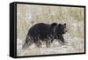 Grizzly Bear, Autumn Snow-Ken Archer-Framed Stretched Canvas