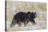 Grizzly Bear, Autumn Snow-Ken Archer-Stretched Canvas