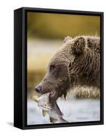 Grizzly Bear Carrying Spawning Salmon at Geographic Harbor-Paul Souders-Framed Stretched Canvas