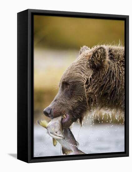 Grizzly Bear Carrying Spawning Salmon at Geographic Harbor-Paul Souders-Framed Stretched Canvas