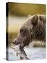 Grizzly Bear Carrying Spawning Salmon at Geographic Harbor-Paul Souders-Stretched Canvas
