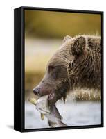 Grizzly Bear Carrying Spawning Salmon at Geographic Harbor-Paul Souders-Framed Stretched Canvas