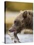 Grizzly Bear Carrying Spawning Salmon at Geographic Harbor-Paul Souders-Stretched Canvas