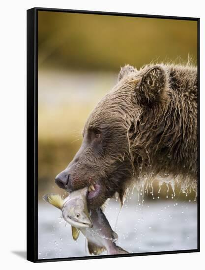 Grizzly Bear Carrying Spawning Salmon at Geographic Harbor-Paul Souders-Framed Stretched Canvas