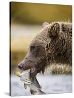 Grizzly Bear Carrying Spawning Salmon at Geographic Harbor-Paul Souders-Stretched Canvas