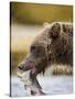 Grizzly Bear Carrying Spawning Salmon at Geographic Harbor-Paul Souders-Stretched Canvas