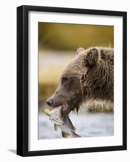 Grizzly Bear Carrying Spawning Salmon at Geographic Harbor-Paul Souders-Framed Photographic Print