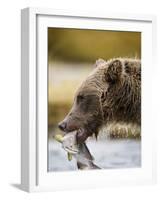 Grizzly Bear Carrying Spawning Salmon at Geographic Harbor-Paul Souders-Framed Photographic Print