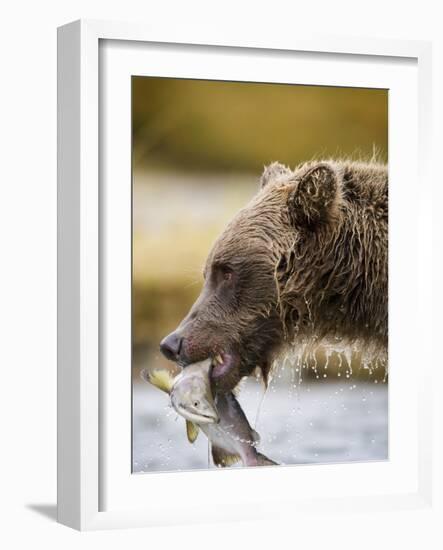 Grizzly Bear Carrying Spawning Salmon at Geographic Harbor-Paul Souders-Framed Photographic Print