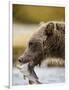 Grizzly Bear Carrying Spawning Salmon at Geographic Harbor-Paul Souders-Framed Photographic Print